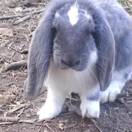 Κατάλυμα σε φάρμα Uelis-stoeckli Gaestezimmer Mit Billard Und Lamatrekking