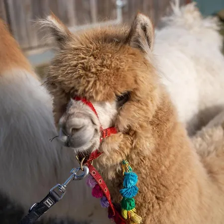 Uelis-stoeckli Gaestezimmer Mit Billard Und Lamatrekking Farmház