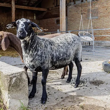 Uelis-stoeckli Gaestezimmer Mit Billard Und Lamatrekking Farmház Meikirch