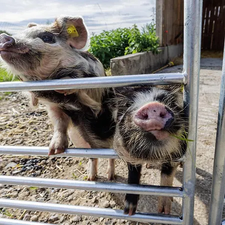 Farmház Uelis-stoeckli Gaestezimmer Mit Billard Und Lamatrekking Meikirch