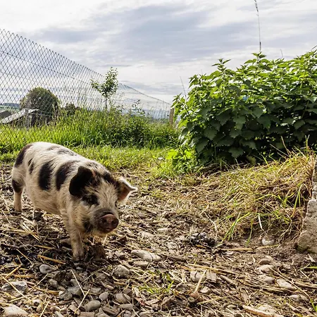 Uelis-stoeckli Gaestezimmer Mit Billard Und Lamatrekking Meikirch